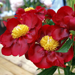 ����  ���� ���������������� �������* 2-3 �����, ������ �� 1258 ���