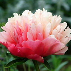 ����  ���� ���������������� �������* 2-3 �����, ������ �� 2601 ���