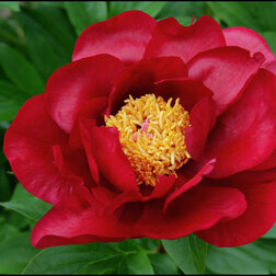 ����  ���� ���������������� ������� �����* 2-3 �����, ������ �� 1317 ���