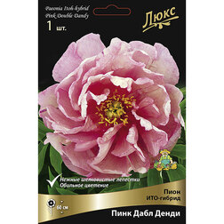 ����  ���� ���-������ ���� ���� �����* 2-3 �����, ������ �� 3825 ���