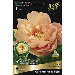 ����  ���� ���-������ ������� �� �� ����* 2-3 �����, ������ �� 3655 ���