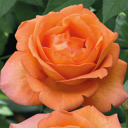 ����  ���� �����-��������� �����, ������ �� 499 ���