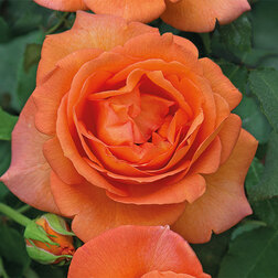 ����  ���� �����-��������� ��� �� �����, ������ �� 499 ���