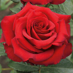 ����  ���� �����-��������� ���������, ������ �� 499 ���