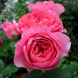 ����  ���� �������� ������� ������, ������ �� 549 ���