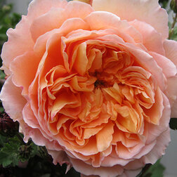 ����  ���� ��������� ������, ������ �� 619 ���