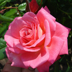 ����  ���� ��������� �����, ������ �� 619 ���