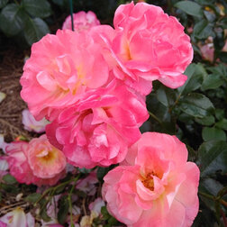 ����  ���� ����� �������� ��� �����, ������ �� 719 ���