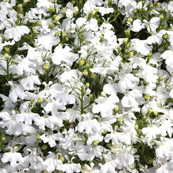 ����  ������� ������������ ����� ���� (1��-1000�����) ���������������� ������, ������ �� 1920 ���