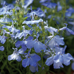 ����  ������� ������������ ����� ���� ��� (1��-1000�����), ������ �� 1920 ���