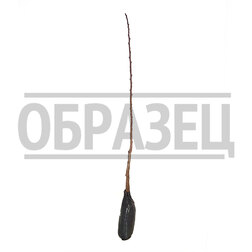 ����  ������� �������, ������ �� 558 ���