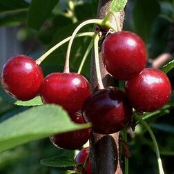 ����  ����� ���������, ������ �� 486 ���