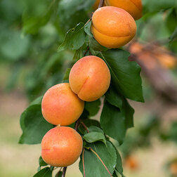 ����  ������� �������� (� �����), ������ �� 873 ���