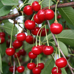 ����  ����� �������� (������ ����� �����������) (� �����), ������ �� 774 ���