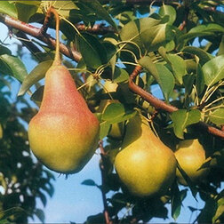 ����  ����� ��������� ��������� (� �����), ������ �� 684 ���