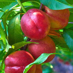 ����  �������� ���� (������ �����) (� �����), ������ �� 873 ���