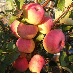     ( 54-118 ) ( ),   648 