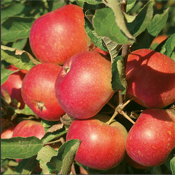 ����  ������ ������������� �������� (������ 54-118 ��������������) (� �����), ������ �� 729 ���