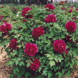 ����  ���� ����������� ����� �������, ������ �� 731 ���