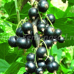 ����  ������� ��������� ������� (������), ������ �� 259 ���