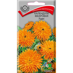 ����  ��������� �������� �����, ������ �� 26 ���