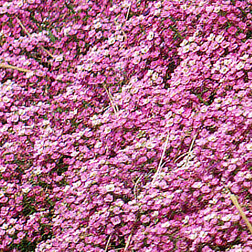 ����  ������� ����� ����� ��� ���� (1��-1000��.) ���������������� ������, ������ �� 352 ���