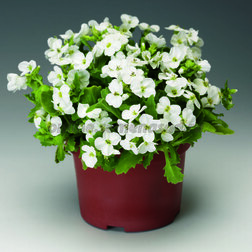 ����  ������ ���������� ���� ����� ����(1��-1000��) ���������������� ������, ������ �� 4224 ���