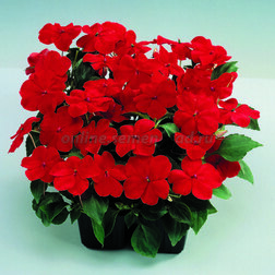 ����  ��������� ������ ��� (1��-100��) ���������������� ������, ������ �� 560 ���