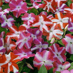 ����  ��������� ������ ���� (1��-100��) ���������������� ������, ������ �� 560 ���