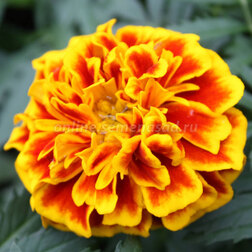 ����  �������� ����������� ������ ����� (1��-1000��), ������ �� 1680 ���