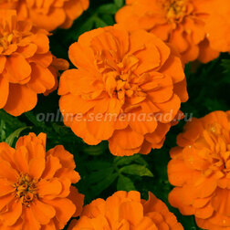 ����  �������� ����������� ������� ��� �����(1��-1000��) ���������������� ������, ������ �� 1920 ���