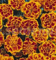 ����  �������� ����������� ������� ������ (1��-1000 ��) ���������������� ������, ������ �� 1328 ���