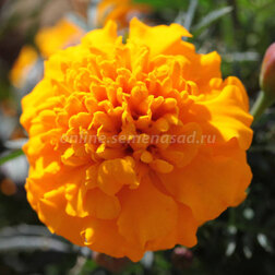 ����  �������� ����������� ������ ���� (1��-1000��), ������ �� 1840 ���