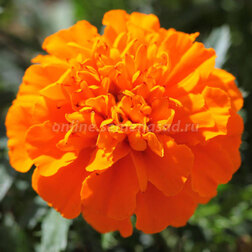 ����  �������� ����������� ������ ��� ����� (1��-1000��), ������ �� 1840 ���