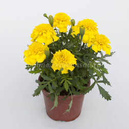 ����  �������� ����������� ������ ����� (1��-1000��) ���������������� ������, ������ �� 1840 ���