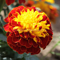 ����  �������� ����������� ������ ����� (1��-1000��) ���������������� ������, ������ �� 1840 ���