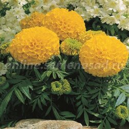 ����  �������� ������������ ������� ���� (1��-1000��)���������������� ������, ������ �� 9600 ���