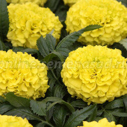 ����  �������� ������������ ������� ����� (1��-1000��)���������������� ������, ������ �� 9600 ���