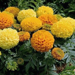 ����  �������� ������������ ������� ���� (1��-1000��)���������������� ������, ������ �� 9600 ���