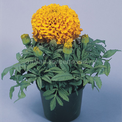 ����  �������� ������������ ��������� ����� (1��-1000 ��) ���������������� ������, ������ �� 7040 ���