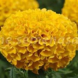 ����  �������� ������������ ������ ���� (1��-1000��) ���������������� ������, ������ �� 7200 ���