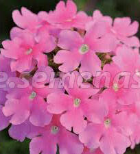 ����  ������� ����� ���� (1��-1000��) ���������������� ������, ������ �� 3520 ���