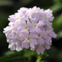 ����  ������� ����� ������� (1��-1000��) ���������������� ������, ������ �� 3520 ���