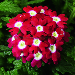 ����  ������� ������ ��� ��� �� (1��-1000��)���������������� ������, ������ �� 6240 ���