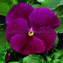 ����  ����� ��������������� ������ ���� ���� (1��-1000��), ������ �� 8000 ���