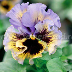 ����  ����� ����� ���� ����� ��� (1��-100��) ���������������� ������, ������ �� 800 ���