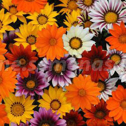 ����  ������� ��� ��� ���� (1��-1000��) ���������������� ������, ������ �� 5600 ���