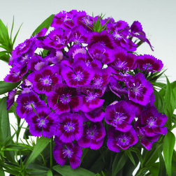 ����  �������� �������� �������� ����� (1��-1000�����), ������ �� 13600 ���