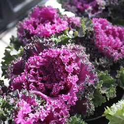 ����  ������� ������������ ������ ��� (1��-1000��) ���������������� ������, ������ �� 4000 ���