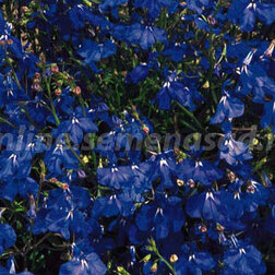 ����  ������� ��������� ������ ����� ��� (1��-1000�����) ���������������� ������, ������ �� 2288 ���